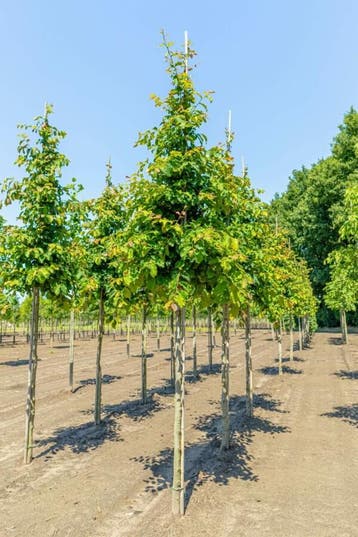 Parrotia persica hoogstam 20/25