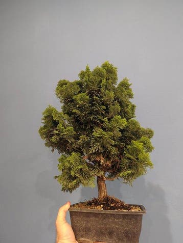 Hinoki cipres bonsai (Chamaecyparis obtusa) - Hoogte (boom):