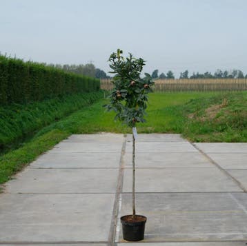 Mispelboom (Mespilus germanica) Goed soort met veel vruchten