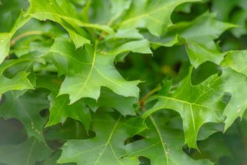 Quercus palustris Green Dwarf halfstam