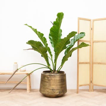 Green Bubble - Anthurium Jungle King struik - 100cm - Ø35 cm, Ophalen of Verzenden