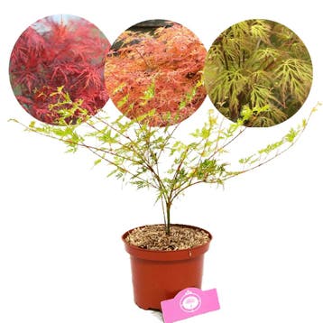 Japanse Esdoorn Emerald Lace + Pot 17cm, Tuin en Terras, Verzenden