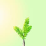 Téber - Kiwi Palm at Sunrise · No Reserve