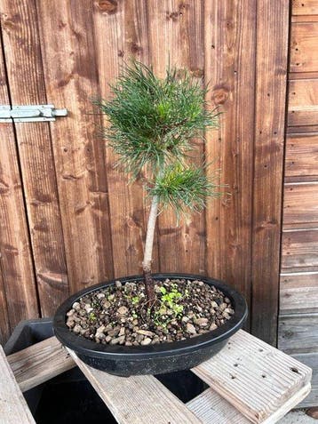Den bonsai (Pinus) - Hoogte (boom): 40 cm - Diepte (boom):