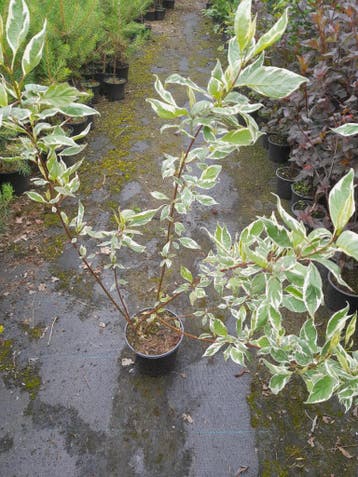 Cornus alba Elegantissima , kornoelje bont blad in pot €7,50, Ophalen of Verzenden, Overige soorten, Struik, Minder dan 100 cm