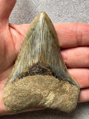 Megalodon-tand 9,5 cm - Fossiele tand - Carcharocles