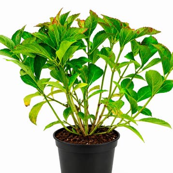Hortensia macrophylla Madame Emile Mouill_re container (P1, Verzenden, Hortensia, Struik