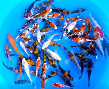 Yagorro 15-19cm (Japanse Koi), Karper of Koi