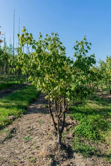 Acer griseum meerstammig 200-250