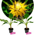 Musella lasiocarpa + pot 13cm 2 pcs, Verzenden, Volle zon