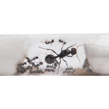 Mierenkolonie Messor Barbarus (Koningin en 10+ Werksters) -, Dieren en Toebehoren