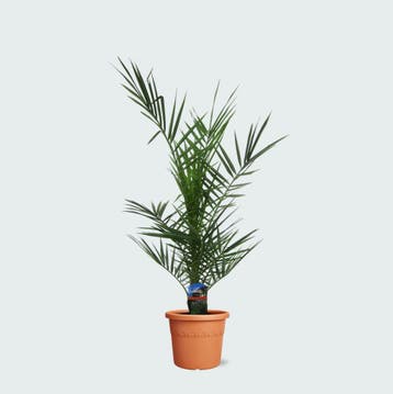 Green Bubble - Phoenix Canariensis - 80cm - Ø14 cm, Tuin en Terras, Ophalen of Verzenden