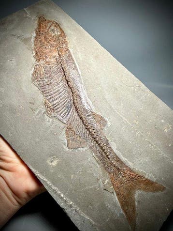 Zeldzame complete vis uit het Krijt – Museumkwaliteit 27 cm