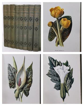 F. Edward Hulme - Familiar Wild Flowers (With 320 Colour