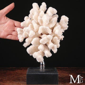 Natuurkoraal Pocillopora meandrina wit met een fijne