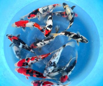 Hirasawa Marusei 22-27cm (Japanse Koi), Karper of Koi