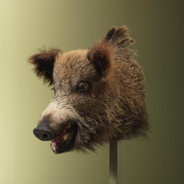 Wild Zwijn Middel Taxidermie Opgezette Dieren By Max, Verzamelen, Dierenverzamelingen, Ophalen of Verzenden, Nieuw, Wild dier