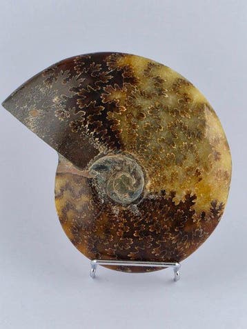 Ammoniet - Gefossiliseerd dier - Cleoniceras Ammonite, Verzamelen, Mineralen en Fossielen