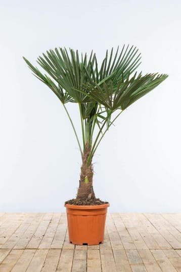 Chinese Waaierpalm / Trachycarpus Fortunei op stam 100-125