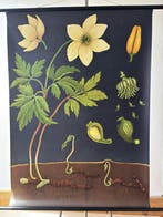 Jung-Koch-Quentell - Lehrmittelverlag Hagemann - Anemone -, Antiek en Kunst, Kunst | Tekeningen en Foto's