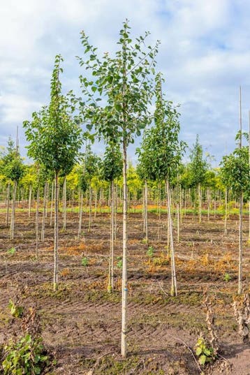 Populus tremula hoogstam 10/12