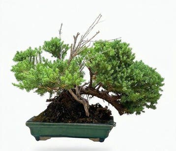 Jeneverbes bonsai (Juniperus) - Hoogte (boom): 26 cm -