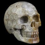 92 g fossiele koraalschedel – tijdcapsule van de oceaan 5,1