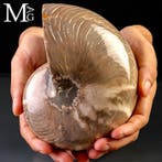 Extra kwaliteit fossiele schelp Reusachtig Fossiel Nautilus, Verzamelen
