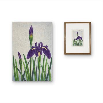 Shbu ( / Iris) - Kasamatsu Mihokob.1932  - Japan