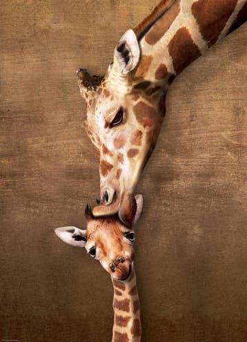 Eurographics puzzel dieren Giraffe  van €14,99 voor €7,49, Ophalen of Verzenden, Nieuw