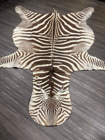 Steppezebra Balg - Equus Quagga - 2.87 m - 1.96 m - 1 cm -, Nieuw