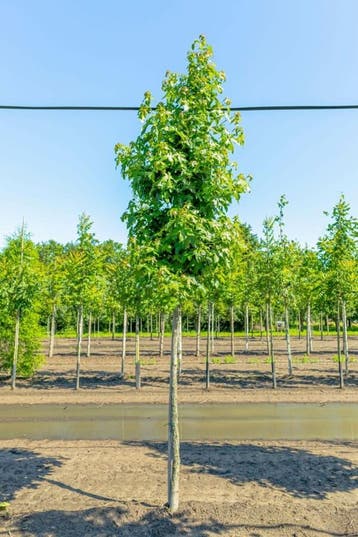 Liquidambar styraciflua hoogstam 20/25