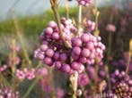 Callicarpa , 40-60cm ,  struik met paarse bessen, Ophalen of Verzenden, Lente, Vaste plant