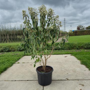 Zevenzonenboom meerstammig, Nieuw