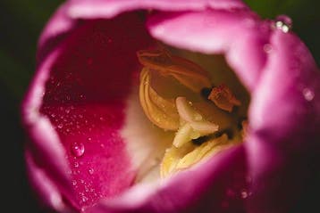 Viktoria Farkas - Awakening in Pink - Fine Art Premium Print