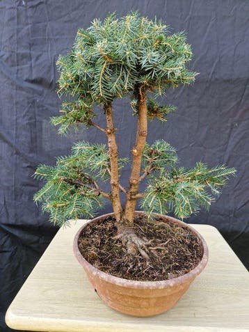 Spar bonsai (Picea) - Hoogte (boom): 39 cm - Diepte (boom):