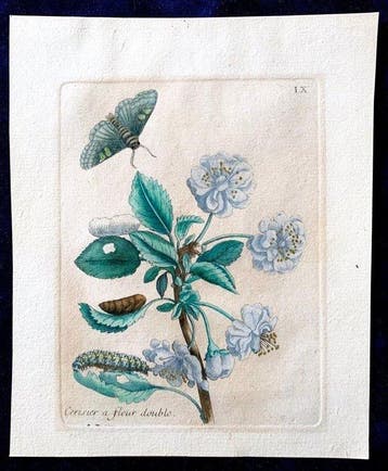 Maria Sibylla Merian (1647–1717) - Ciliegio - Originale, Antiek en Kunst