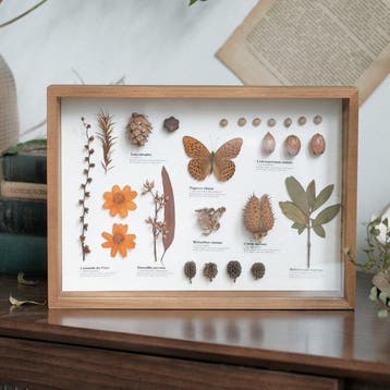 Diverse planten en een vlinder Taxidermie volledige montage