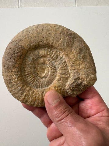 Ammoniet - Gefossiliseerde schelp - 11 cm - 12 cm (Zonder