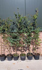 Beukenhaag, Fagus sylvatica
