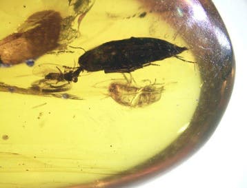 Birmese barnsteen - Barnsteen - Large Cretaceous Burmese