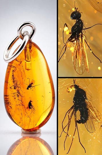 Zeldzame gouden Baltische amberhanger – met bewaarde wesp en