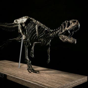 Fossiel skelet - Allosaurus-run Full Skeleton replica 85 cm