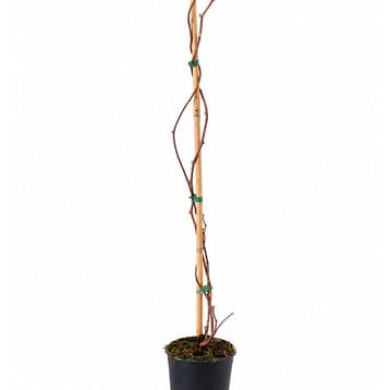Actinidia Kolomikta container (P17) crèmewit, Wit, Verzenden