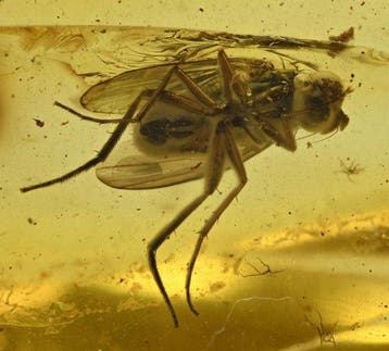 Baltisch amber - met gedetailleerde Dolichopodidae