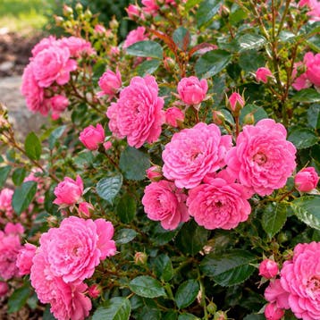 Roos Lovely Fairy Sierplanten, Raskleur, Verzenden, Overige soorten, Struik