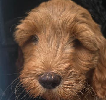 3 Labradoodle dream Doodletjes, Parvo, Nederland, Overige rassen, 8 tot 15 weken