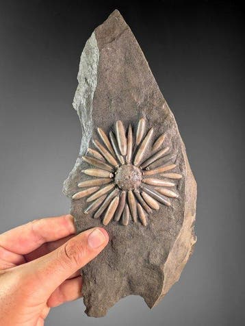 Zee-egel - Fossiele matrix - Asterocidaris Bistriata - 26.5, Verzamelen, Mineralen en Fossielen