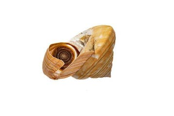 Bayerotrochus teramachii - Ultra zeldzame, Nieuw