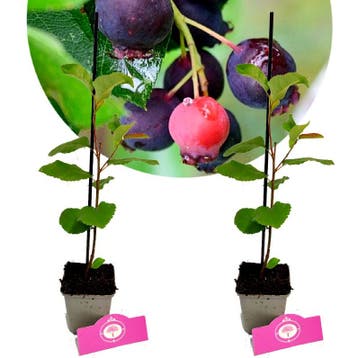 Amelanchier Prince William + Pot 9cm 2 stuks, Verzenden, Halfschaduw